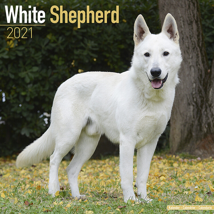 Calendario 2027 White Shepherd