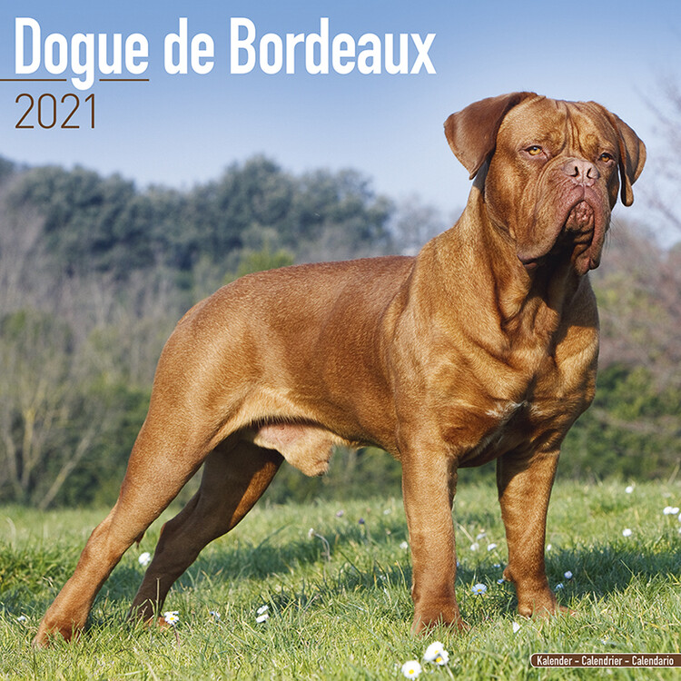 Naptár 2027 Dogue de Bordeaux