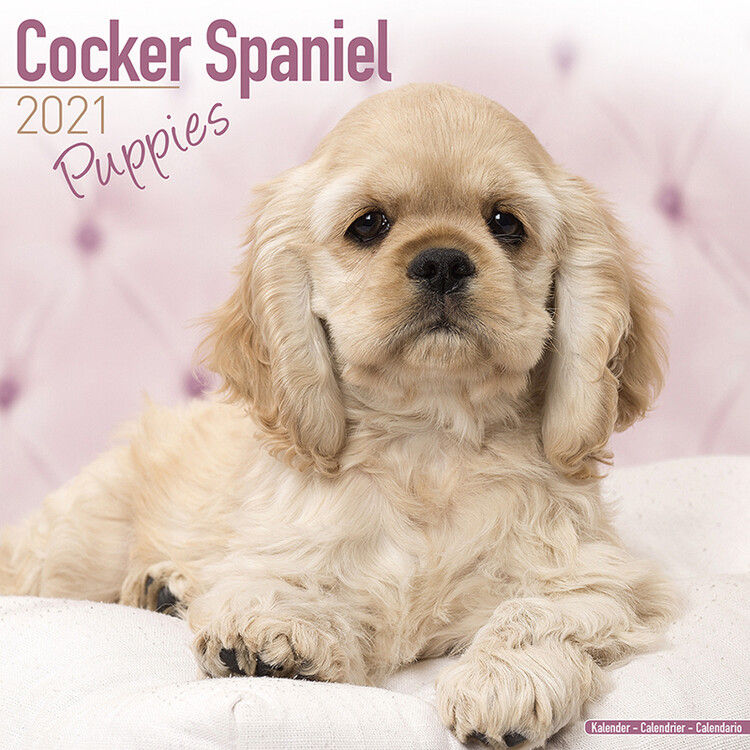 Kalender 2027 Cocker Spaniel
