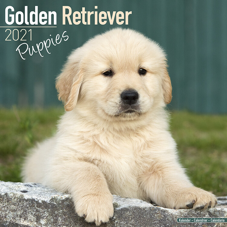 Calendario 2027 Golden Retriever