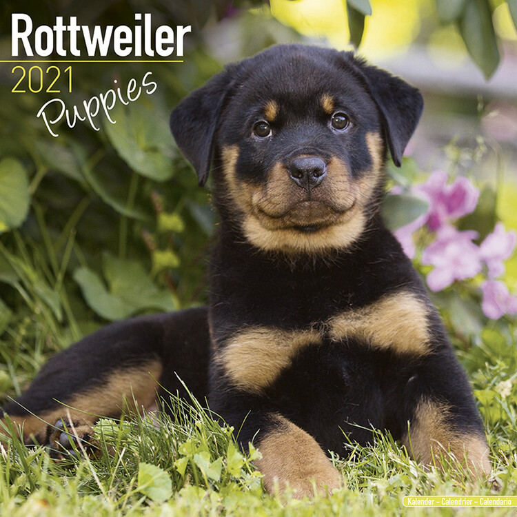 Naptár 2027 Rottweiler