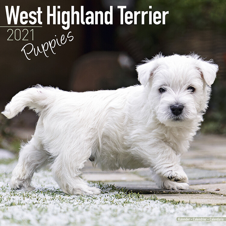 Calendario 2027 West Highland Terrier