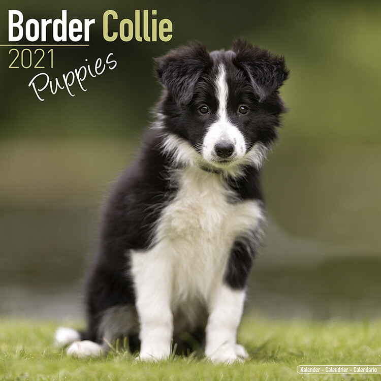 Kalender 2027 Border Collie