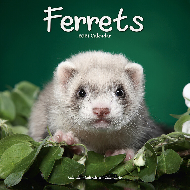 Kalender 2027 Ferrets