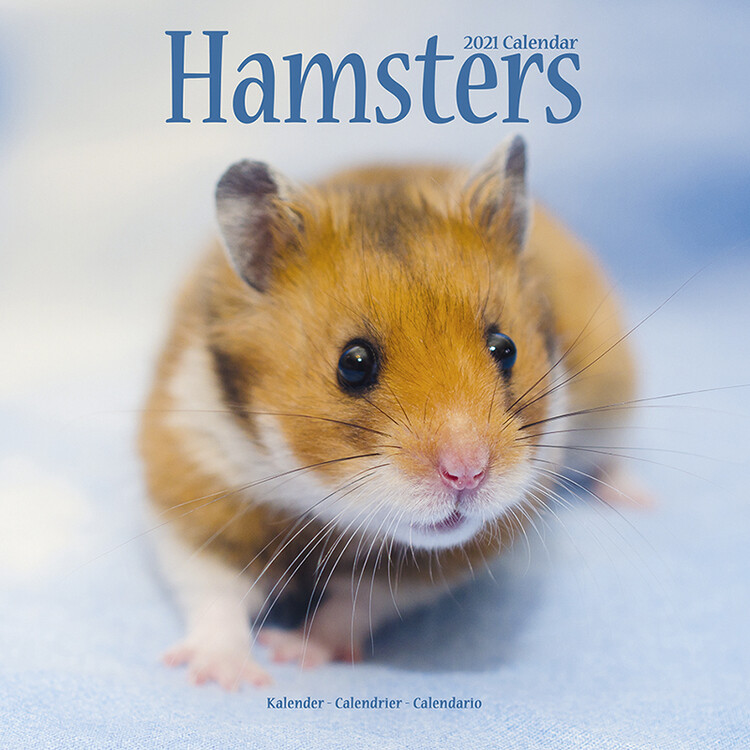 Kalendarz 2027 Hamsters