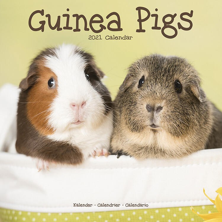 Calendario 2027 Guinea Pigs