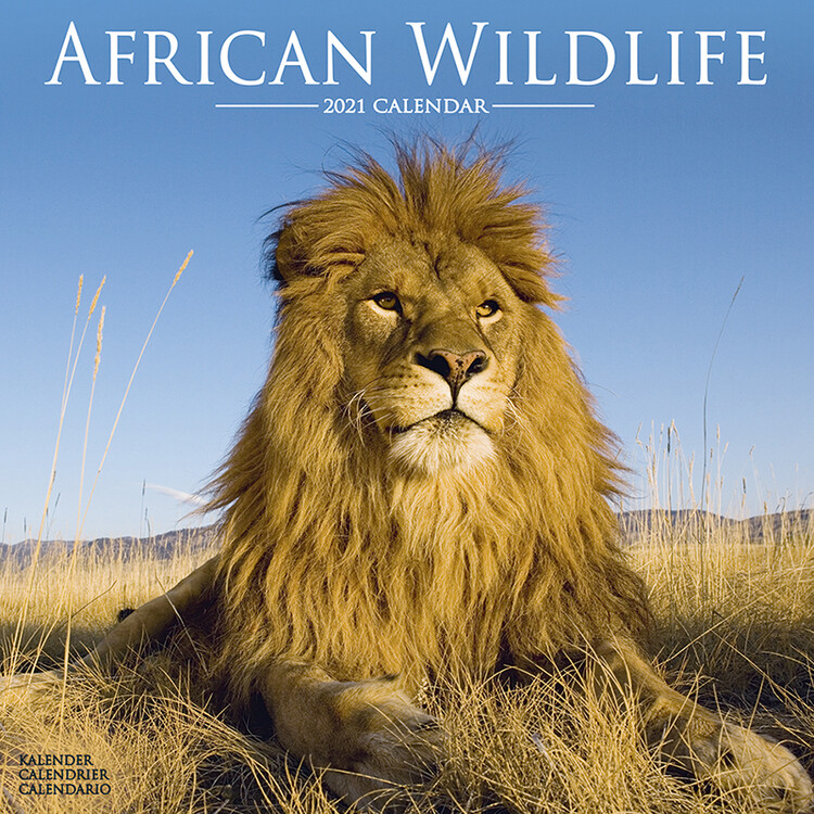 Calendario 2027 African Wildlife