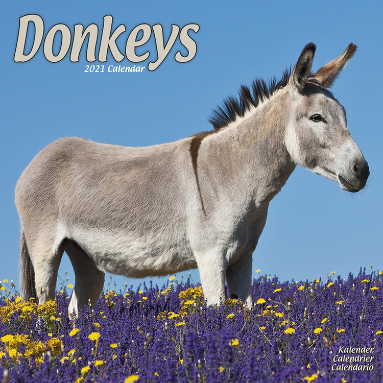 Kalender 2027 Donkeys