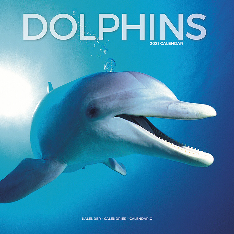 Kalender 2027 Dolphins
