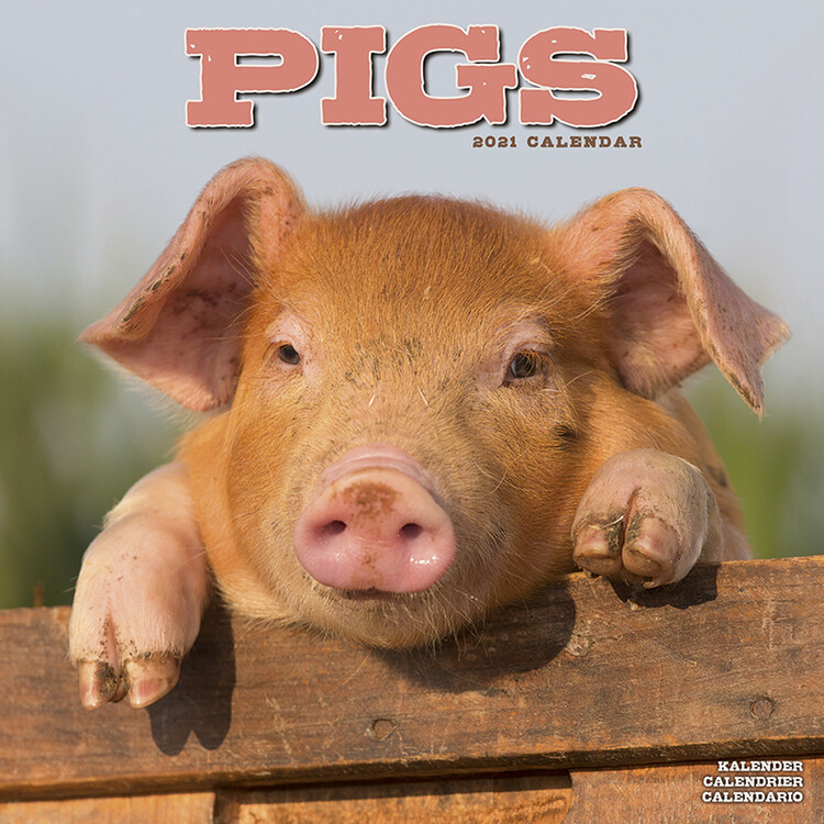 Kalendarz 2027 Pigs