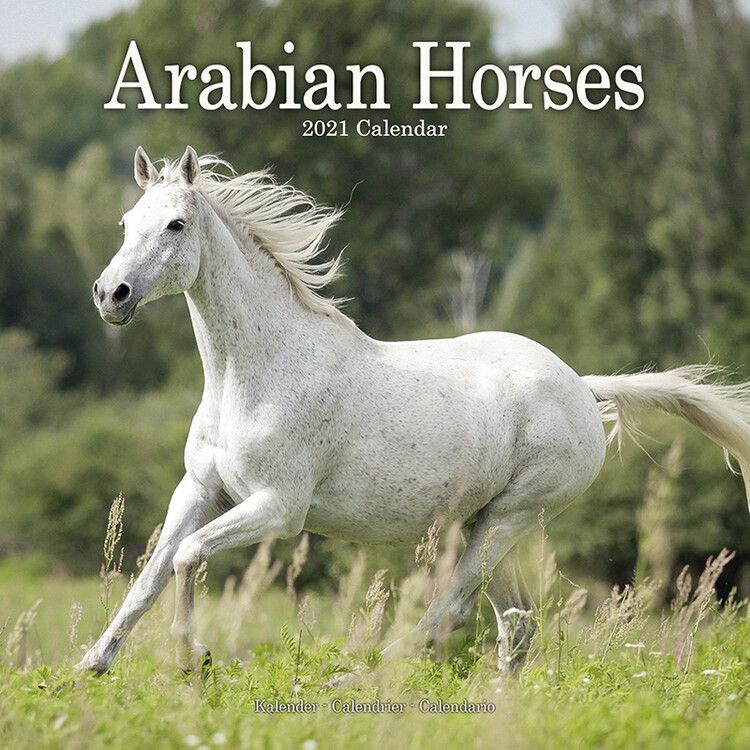 Naptár 2027 Arabian Horses