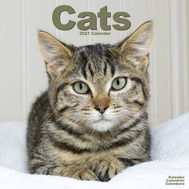 Kalender 2027 Cats