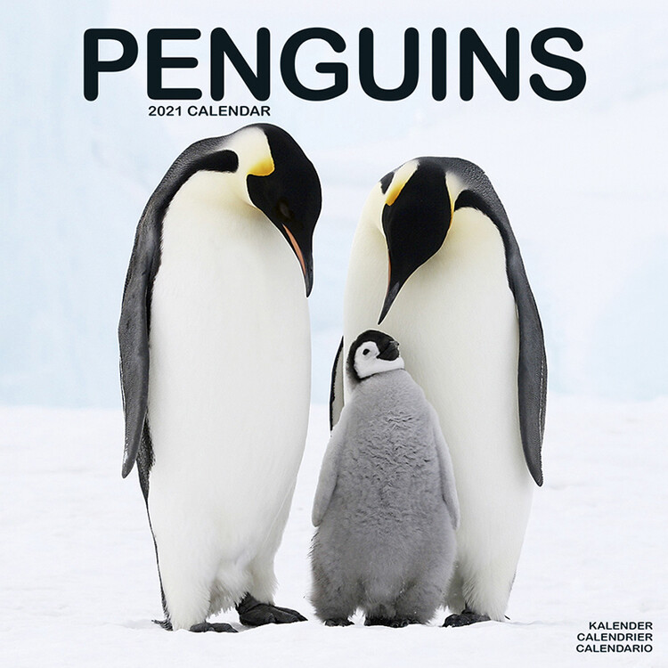 Kalendarz 2027 Penguins