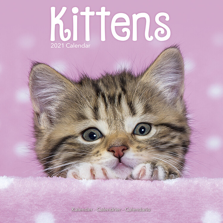 Kalender 2027 Kittens