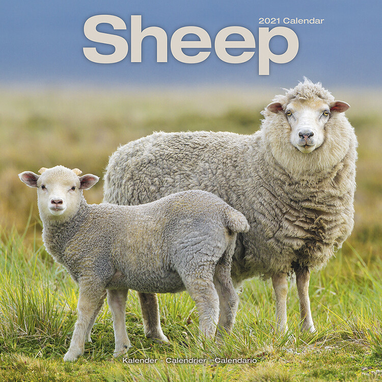 Naptár 2027 Sheep