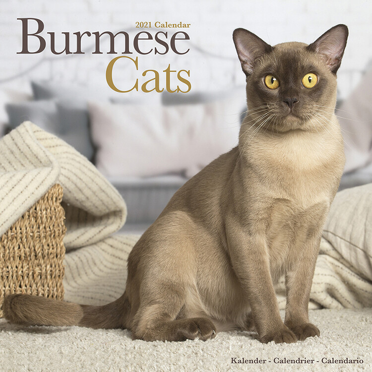 Calendrier 2027 Burmese Cats