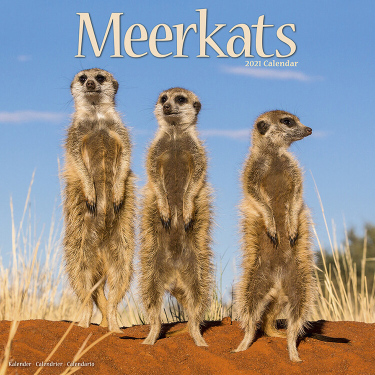 Kalender 2027 Meerkats