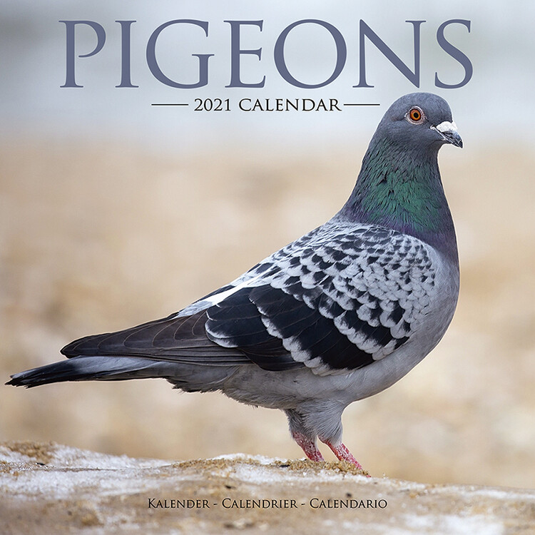 Kalendarz 2027 Pigeons