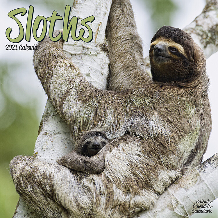 Naptár 2027 Sloths