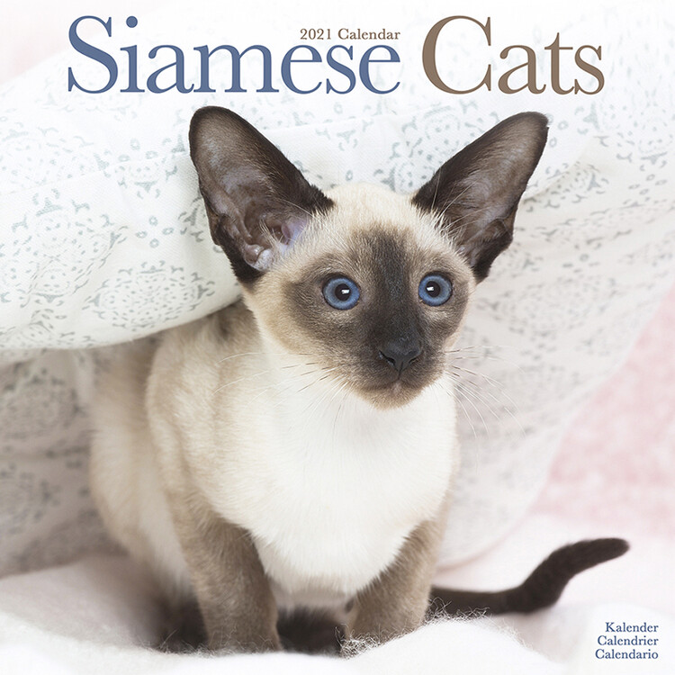 Naptár 2027 Siamese Cats