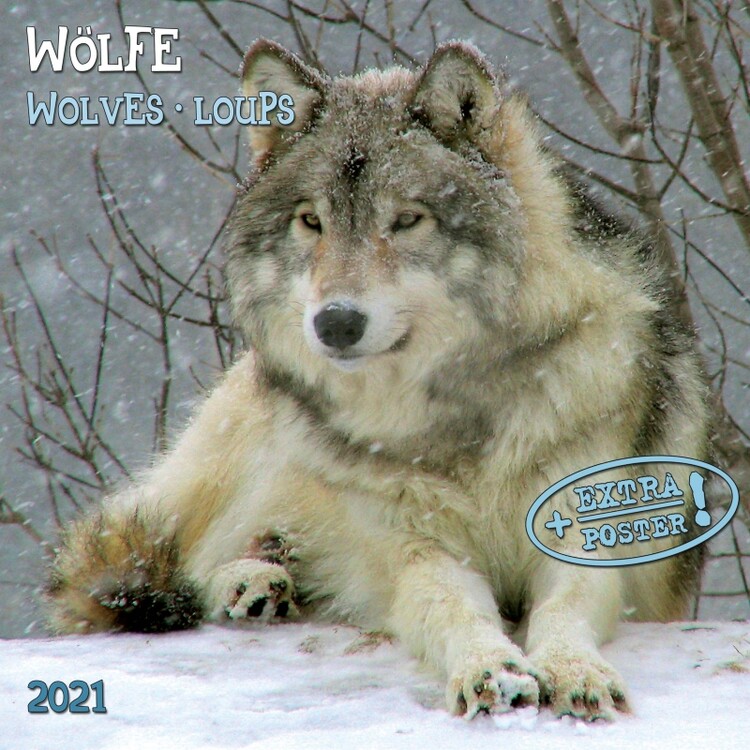 Naptár 2027 Wolves