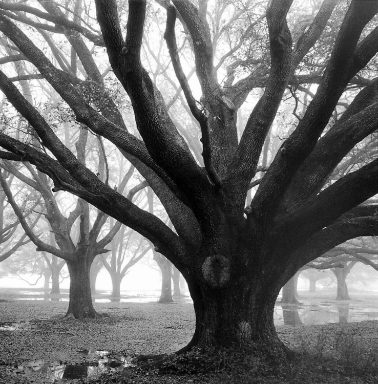 Kunstdruck Oak Grove, Winter