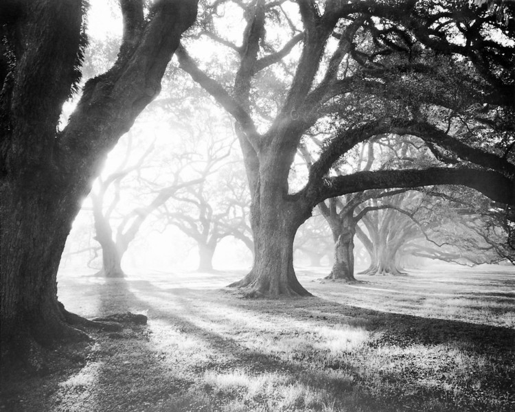 Umělecký tisk Oak Alley, Light and Shadows