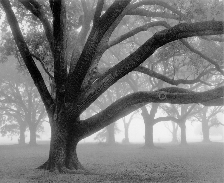 Stampa d'arte Oak Grove in Fog