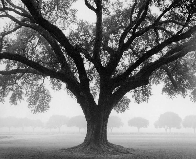 Kunstdruck Silhouette Oak