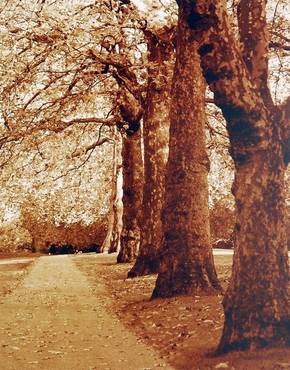 Kunstdruk Autumn Stroll I