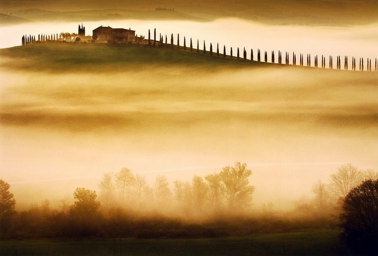 Művészeti nyomat Trees in Mist II