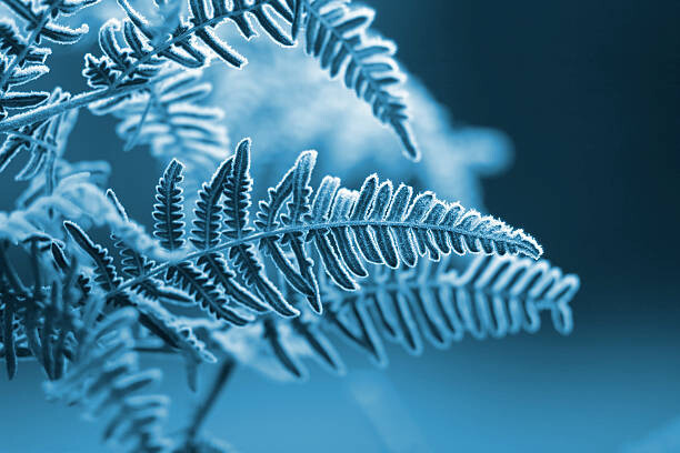 Samolepka A blue monochromatic photo of frozen fern leaves
