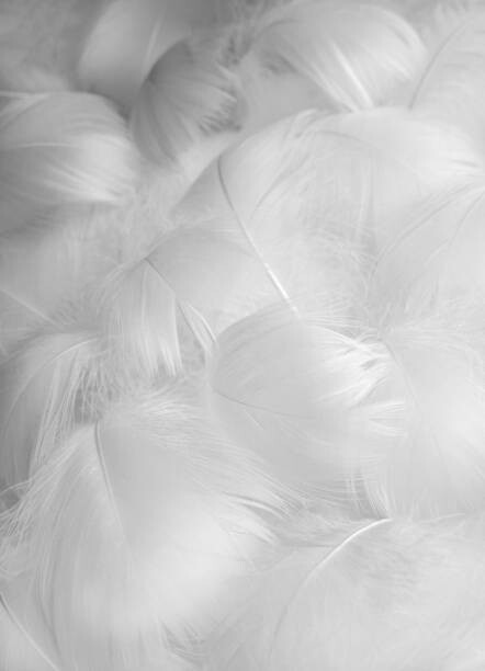 Poster Abstract blurred background of feathers. White