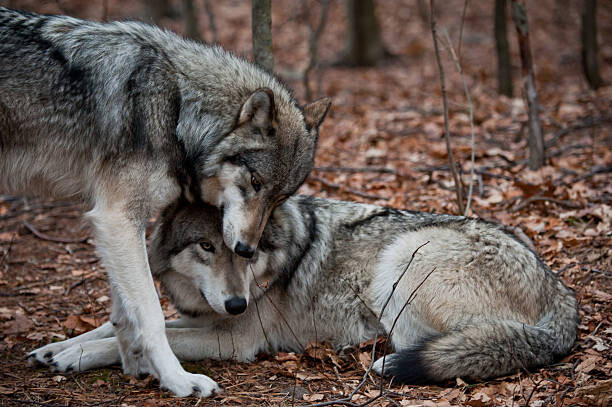Poster Affectionate Grey Wolves