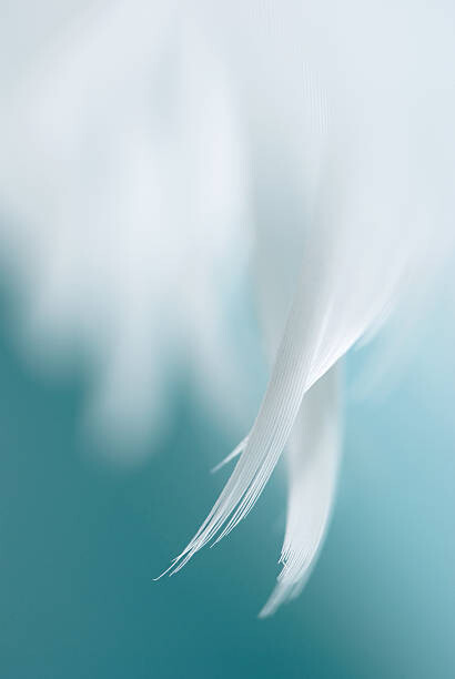 Poster Angel's wings