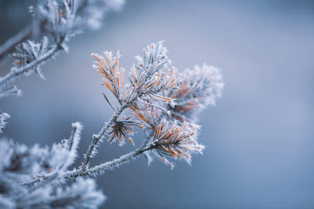 Poster Autumn - frosty pine needles