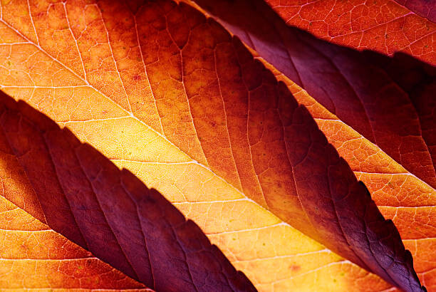 Poster Back lit autumn leaves
