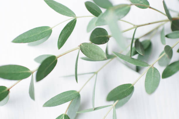 Poster Beautiful sprig of eucalyptus on a