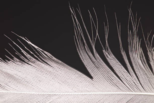Poster Bird Feather Close Up