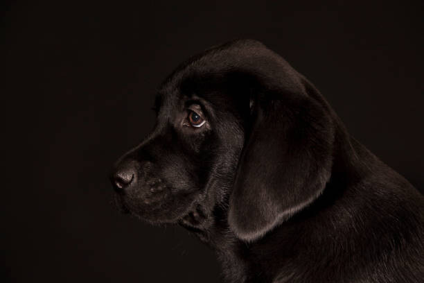 Poster black Labrador Retriever puppy