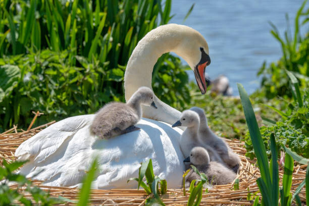 Poster Close-up image of Mute swans -
