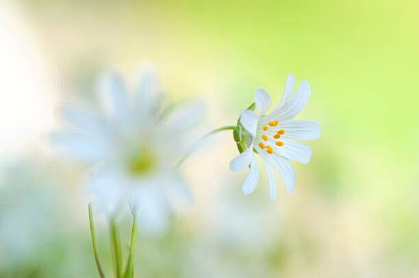 Poster Close-up image of the spring flowering