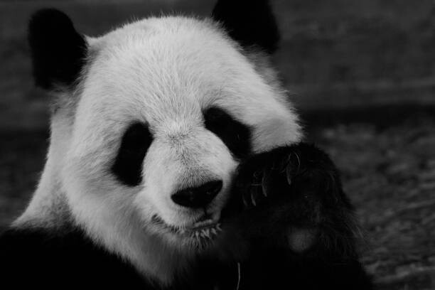 Poster Close-up of dog,Buford,Georgia