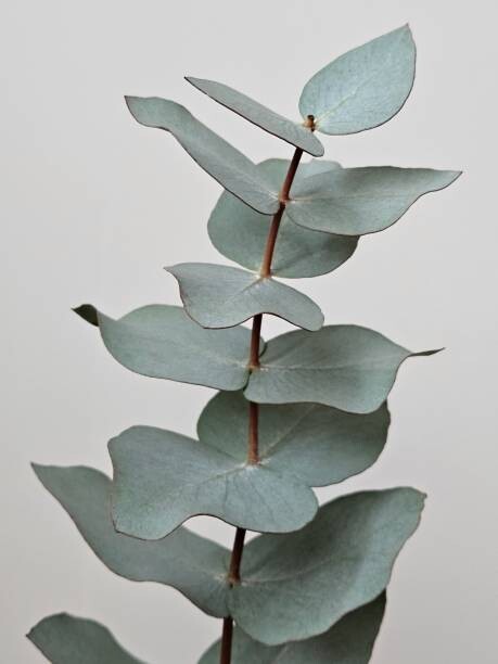 Poster Close-up Of Eucalyptus Gunnii Leaves