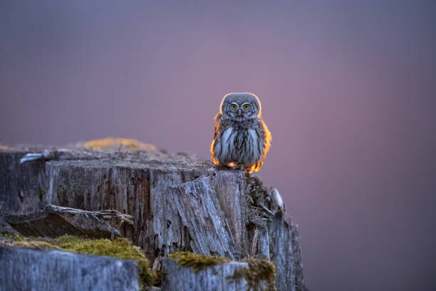Poster Eurasian pygmy owl in beautiful sunset