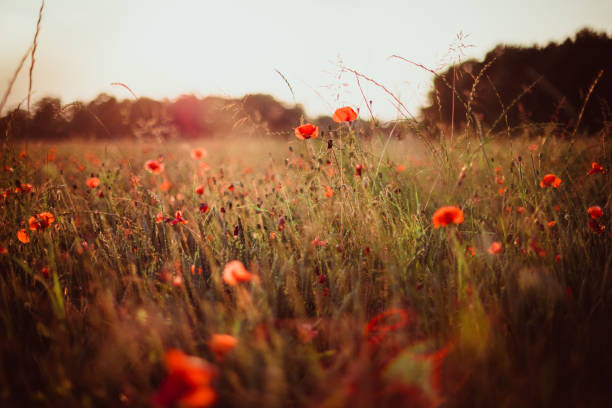 Poster Field of grass plants and poppies during sunset, Germany