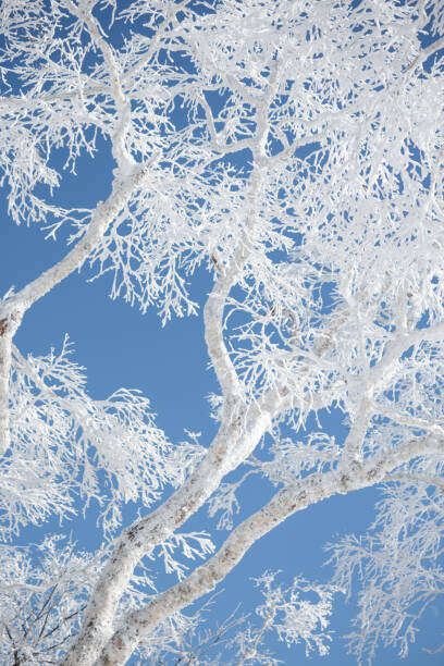 Poster Frost covered branches against blue sky