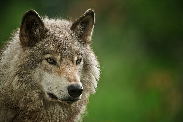 Poster Gray Wolf