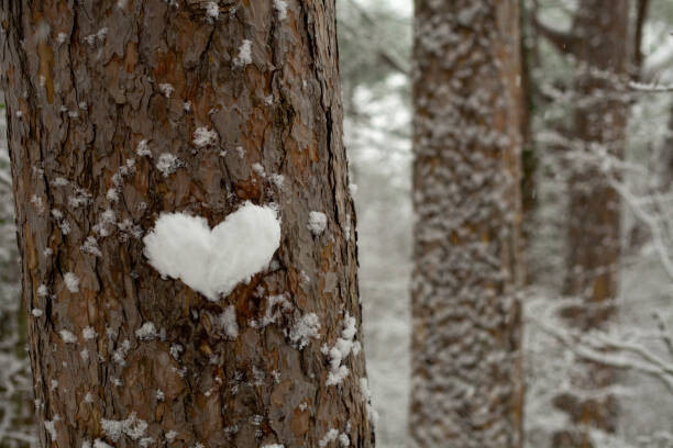 Poster heart made of snow on a tree trunk