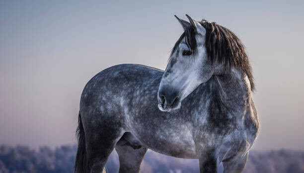 Poster Horizontal portrait of gray Spanish horse